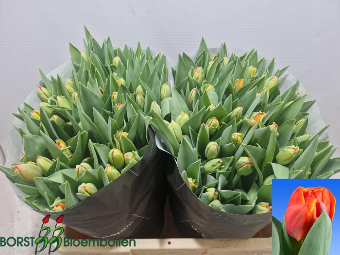 <h4>TU DU QUEENSDAY</h4>