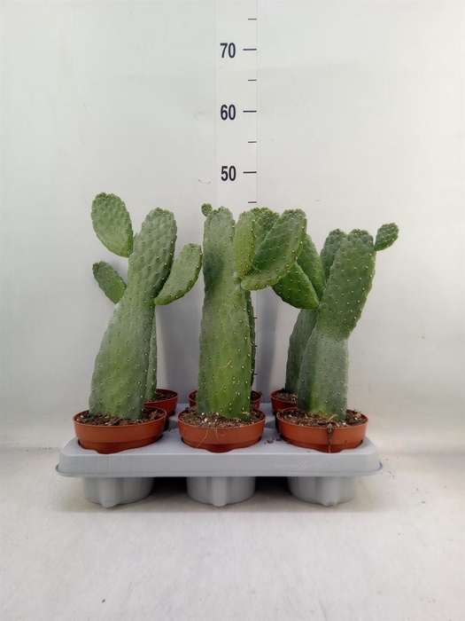 <h4>Opuntia</h4>