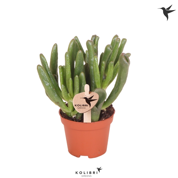 <h4>Kolibri Greens Succulenten Crassula Hobbit</h4>