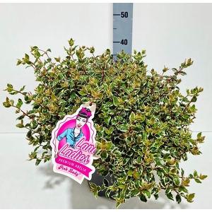 Abelia Pink Lady 26T