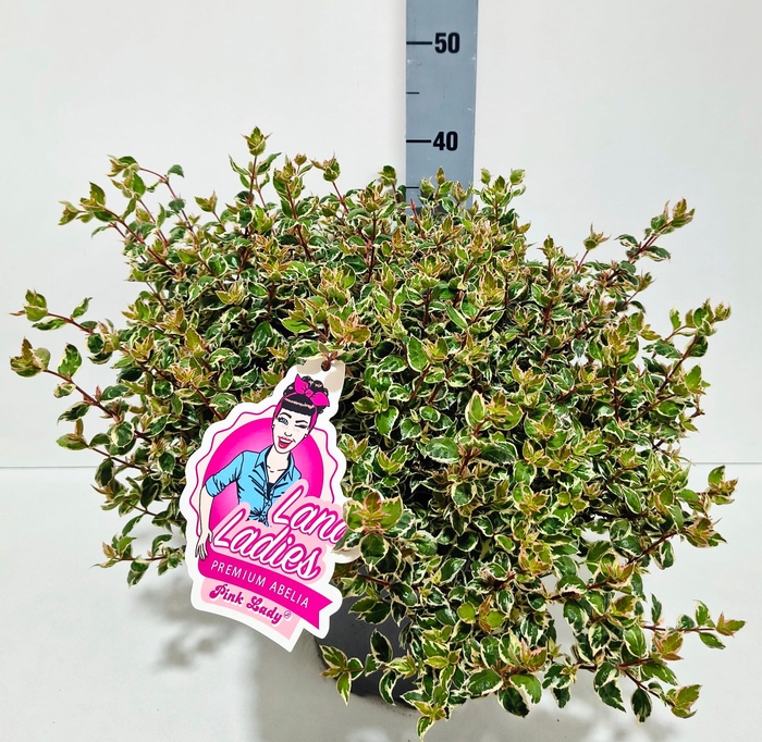<h4>Abelia Pink Lady 26T</h4>