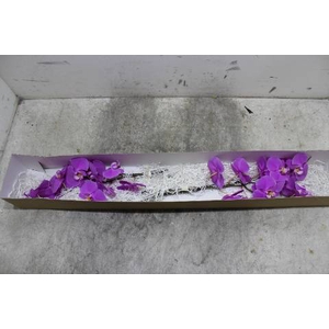 Phal An Buffalo