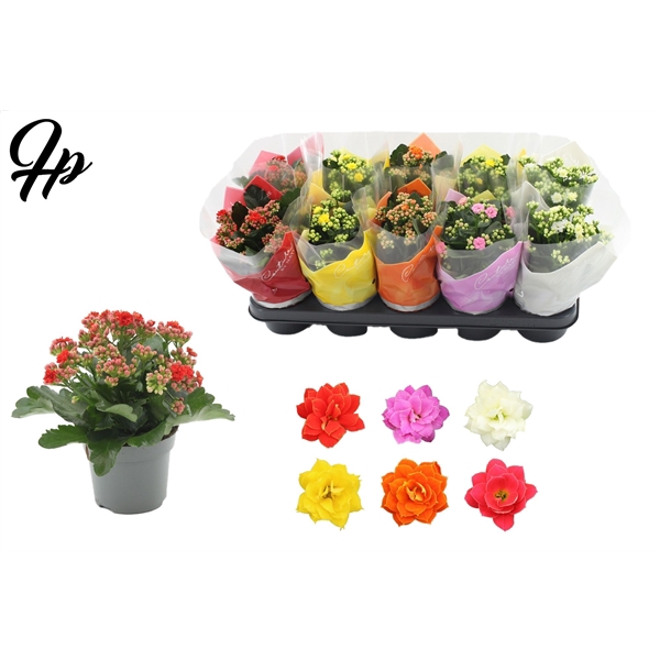 <h4>Kalanchoë 12 cm 5 colour mix - Couture TST sleeve</h4>