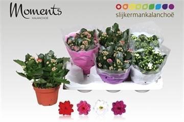 <h4>KAL GE GEM 4 KL</h4>