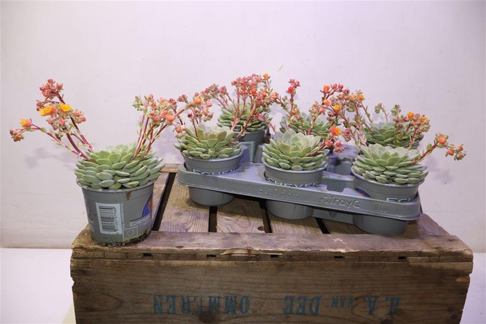 <h4>arr8 Echev Dondo</h4>