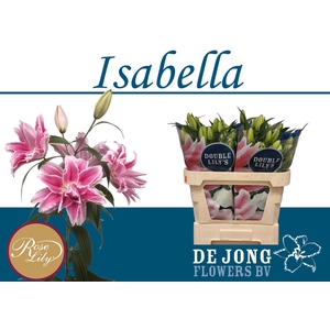 LI OR DU RL ISABELLA