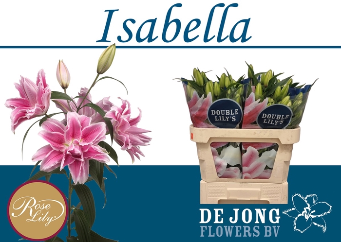 <h4>LI OR DU RL ISABELLA</h4>