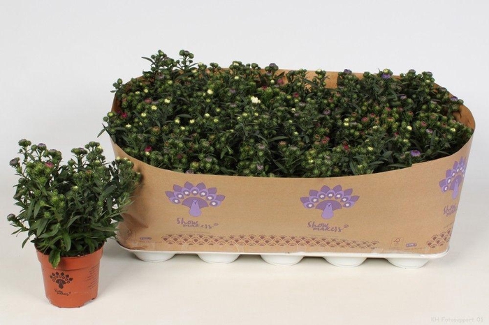 <h4>Asters Mistery Lady Carnaval</h4>