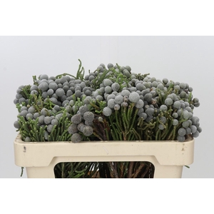 Kaaps Groen Silver Brunia