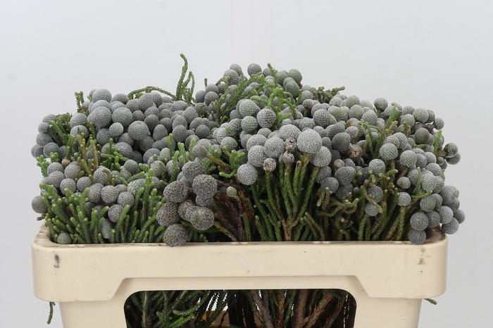 <h4>Kaaps Groen Silver Brunia</h4>