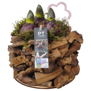 PTHC9178 Arrangement Hyacints in hout pot