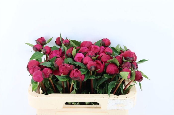 <h4>Paeo L Red Bernhardt</h4>