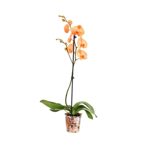 Potcover I Am Orange Phal I Am Orange 1T9+