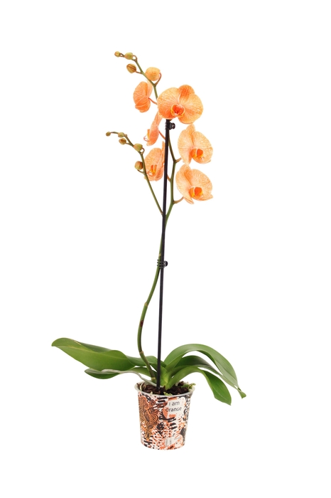 <h4>Potcover I Am Orange Phal I Am Orange 1T9+</h4>