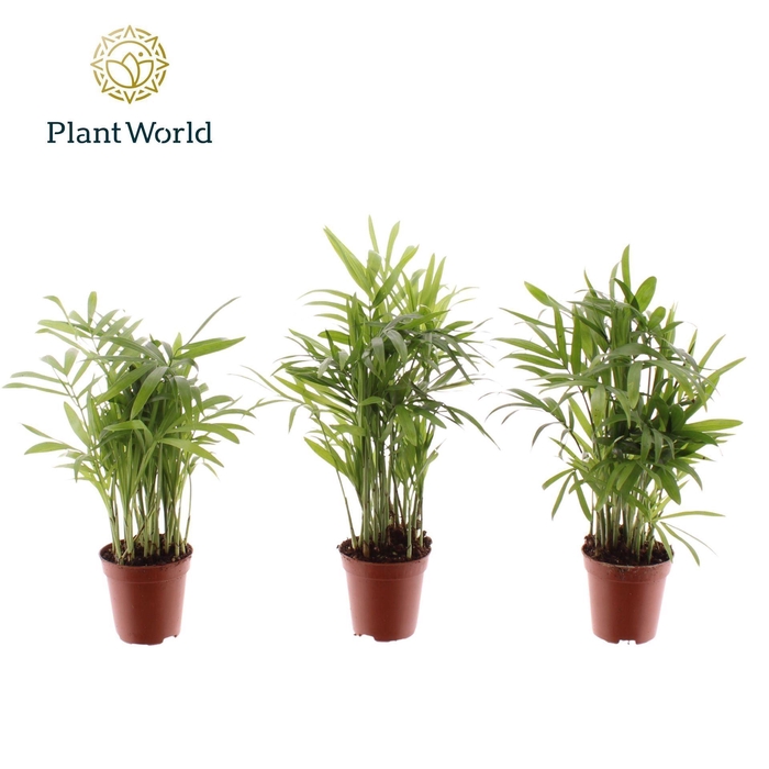 <h4>Chamaedorea elegans</h4>