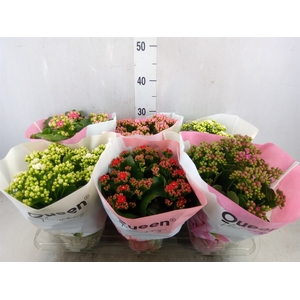 Kalanchoe blos.   ..rosebud mix GR