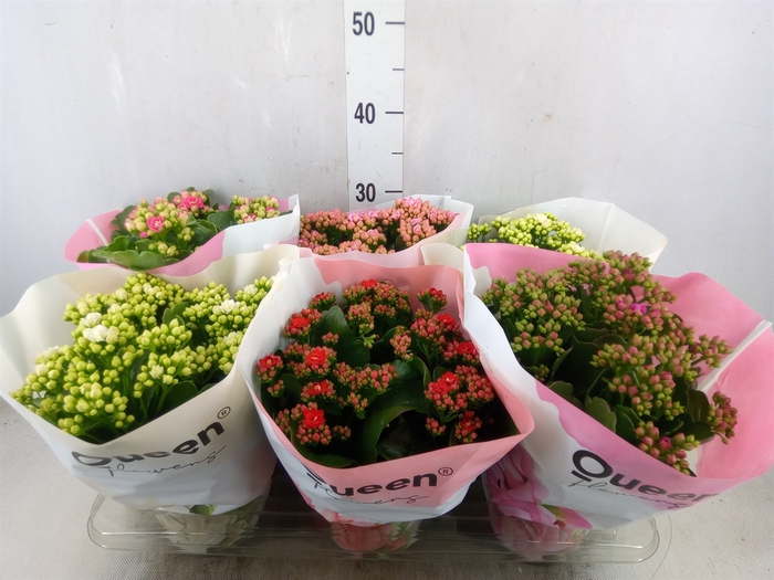 <h4>Kalanchoe blos.   ..rosebud mix GR</h4>