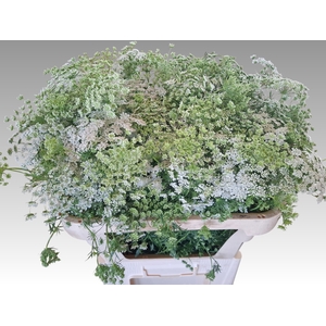 AMMI MAJUS GRACELAND