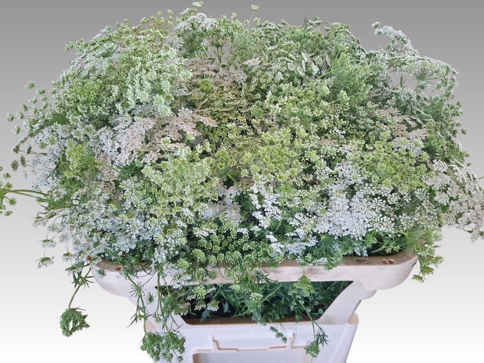 <h4>AMMI MAJUS GRACELAND</h4>