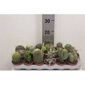 Cactus Gemengd 8cm