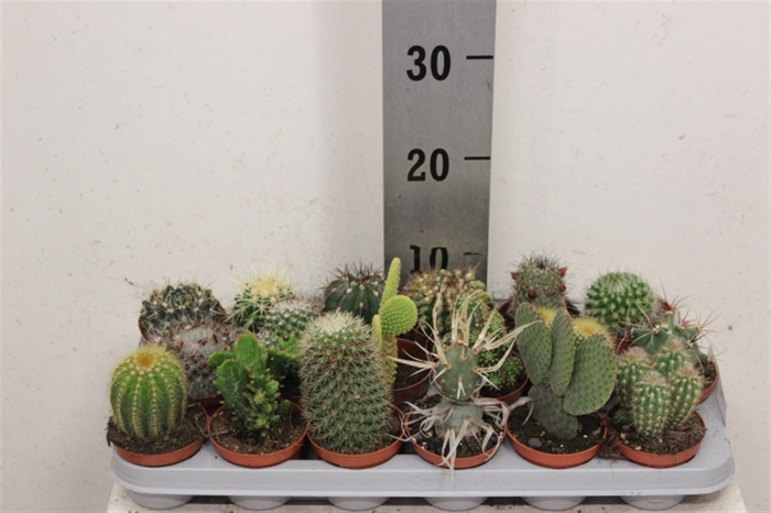 <h4>Cactus Gemengd 8cm</h4>
