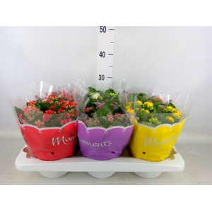Kalanchoe blos.   ..rosebud mix  5