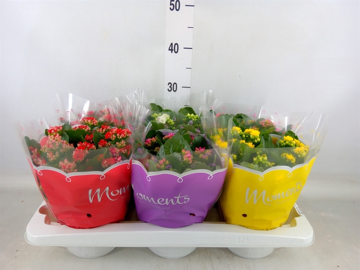 <h4>Kalanchoe blos.   ..rosebud mix  5</h4>