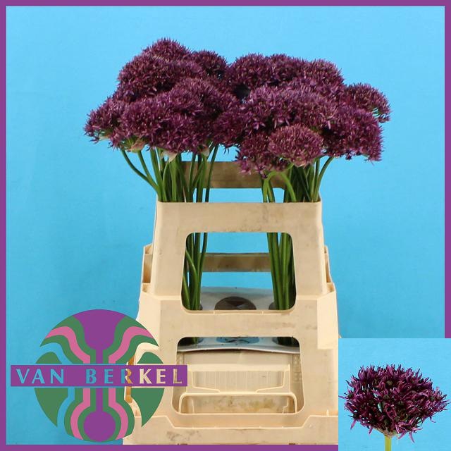 <h4>ALLIUM FIRMAMENT</h4>