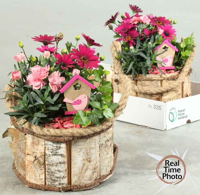 <h4>ARR TUINPLANTEN</h4>