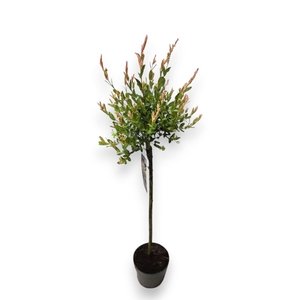 Salix integra Hakuro Nishiki