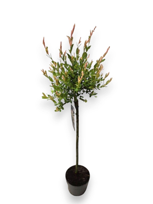 <h4>Salix integra Hakuro Nishiki</h4>
