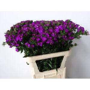 DI BARB AM NEON PURP - 60 CM