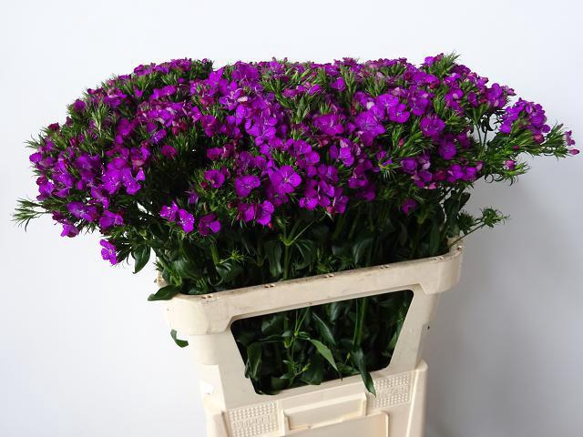 DI BARB AM NEON PURP - 60 CM