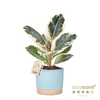 FICUS ELASTICA P12