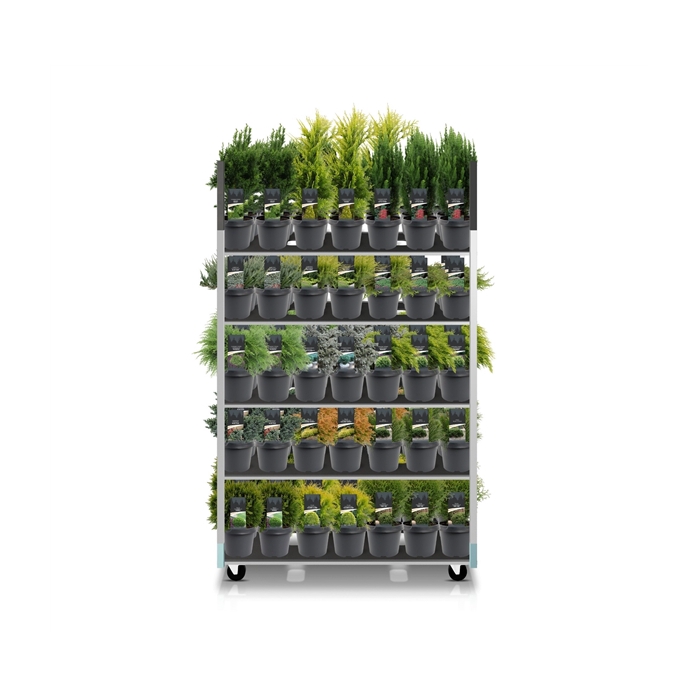 <h4>Coniferenmix assortiment C3 - basismix CC (mix kan afwijken van foto)</h4>