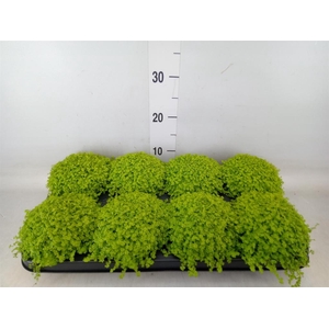 Soleirolia soleirolii 'Aurea'