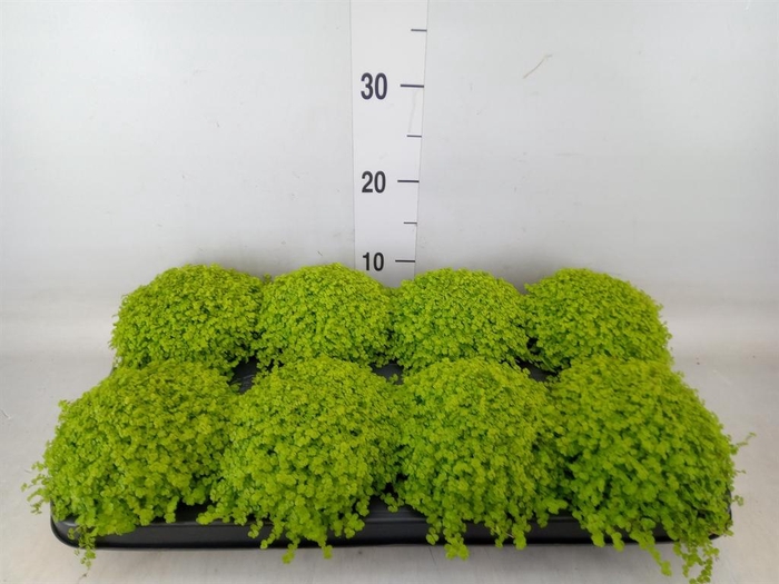 <h4>Soleirolia soleirolii 'Aurea'</h4>