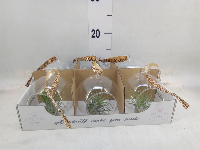 <h4>Tillandsia</h4>