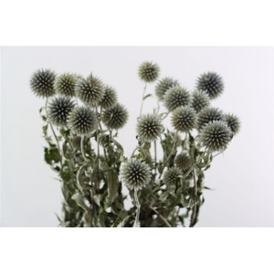 Dried Echinops Blue Bunch Slv