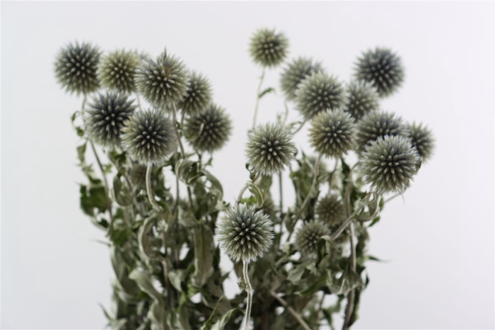 <h4>Dried Echinops Blue Bunch Slv</h4>