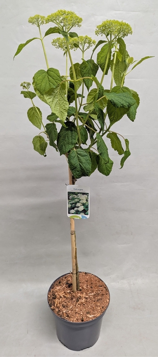 <h4>Hydrangea arborescens 'Annabele' op stam 23 cm IMPORT</h4>