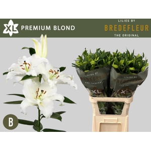 LI OR PREMIUM BLOND