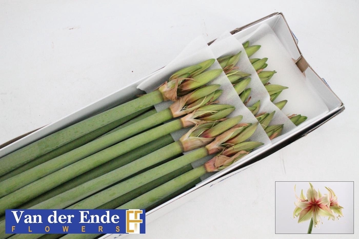 <h4>Hipp Di Dance Valley</h4>