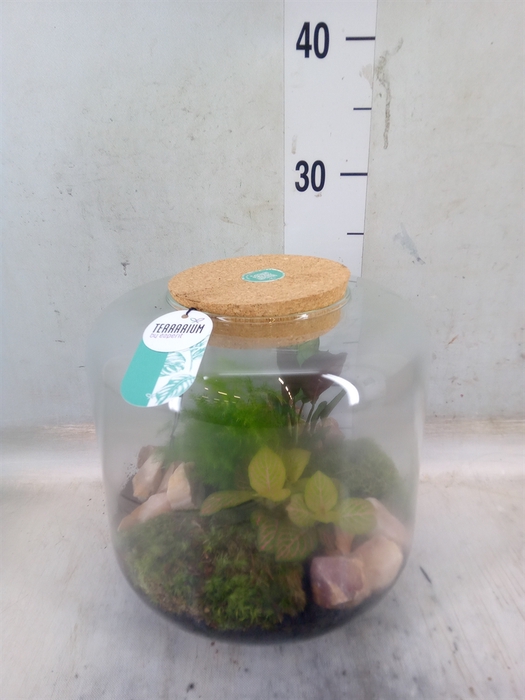 <h4>Arr.    Planten  H%</h4>