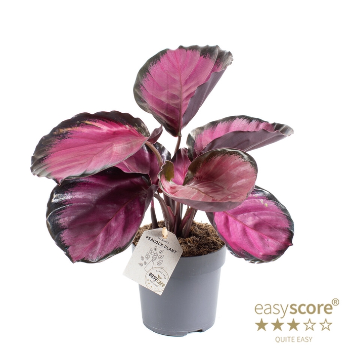 <h4>CALATHEA SPECIES ROSEY P11</h4>