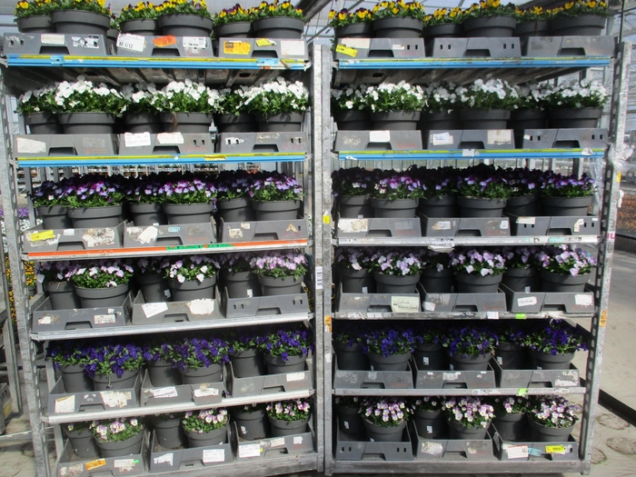 <h4>Vio Co Mixk</h4>