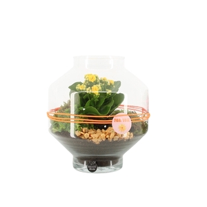 Arrangementen kamerplanten H%