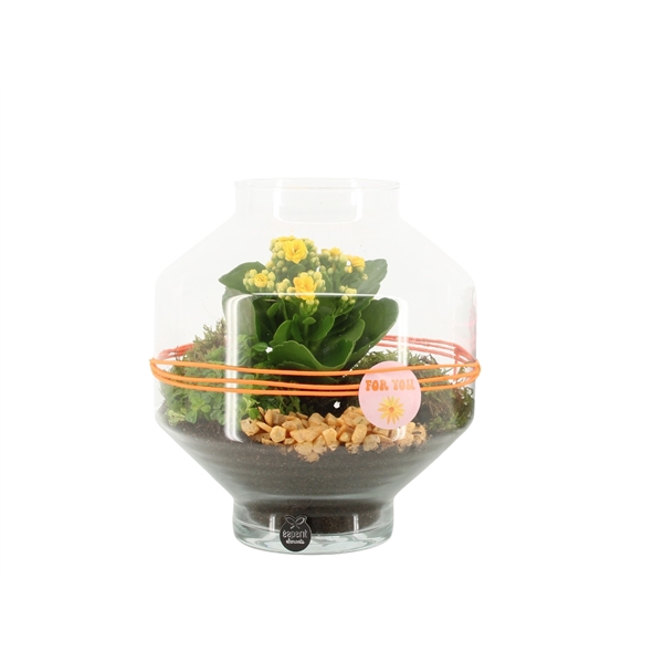 <h4>Arrangementen kamerplanten H%</h4>