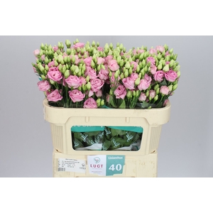 Eust Du Rosita Bright Pink