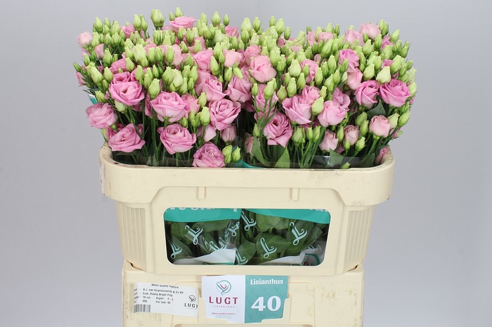 <h4>Eust Du Rosita Bright Pink</h4>